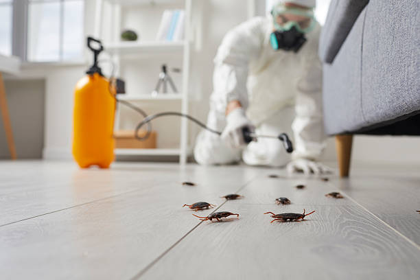 Post-Treatment Bed Bug Interceptor Monitoring in Elkins